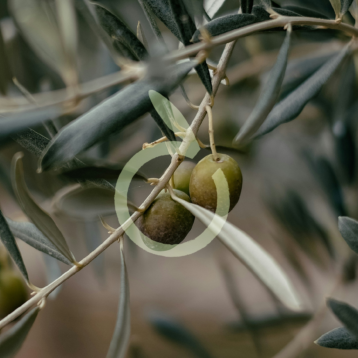 Almazara La Alcuza