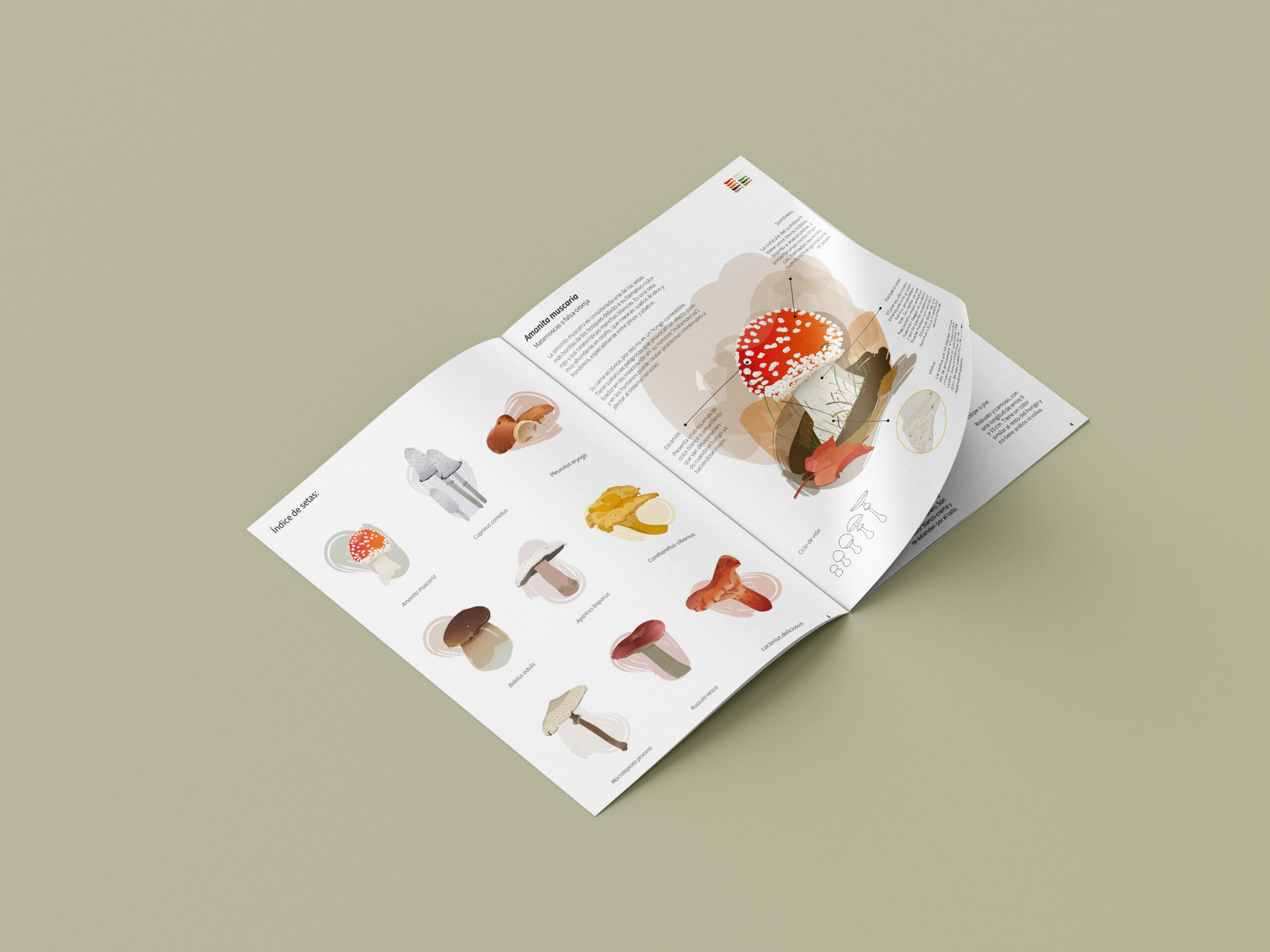 Folleto ilustraciones científicas