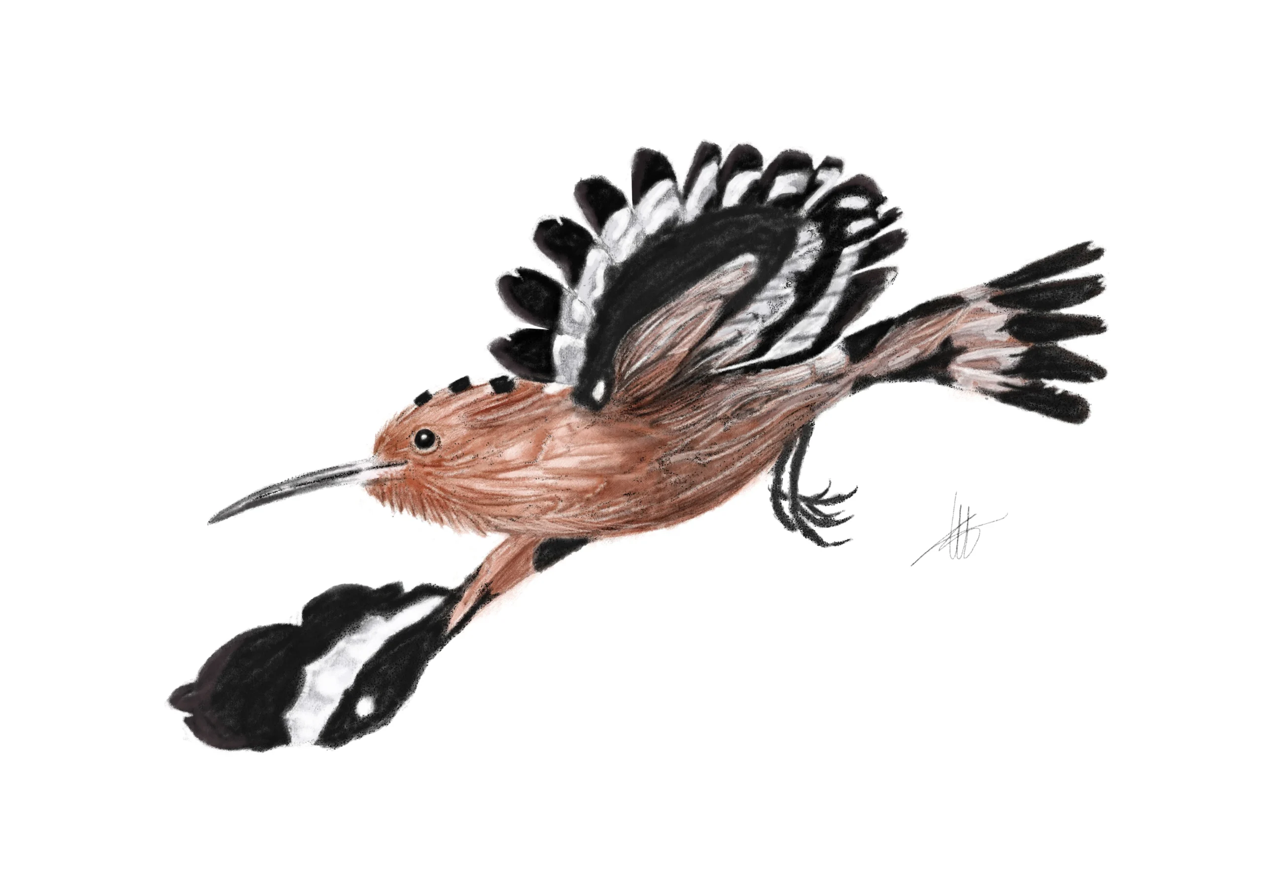 Ilustración abubilla concurso Illustraciencia
