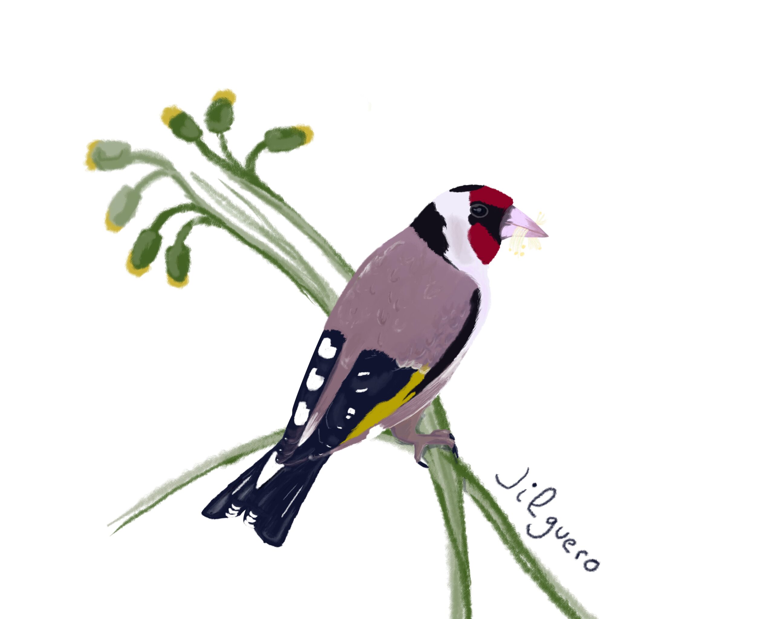 Ilustraciones infantiles de aves